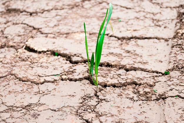 Close-up van de fabriek op droog land