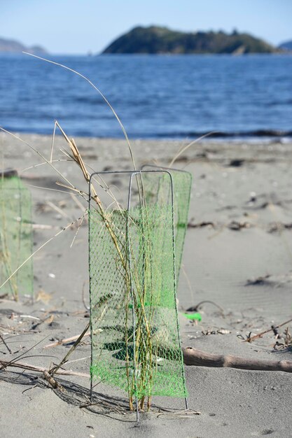 Foto close-up van de fabriek op het strand tegen de zee