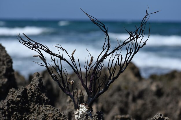 Foto close-up van de fabriek op het strand