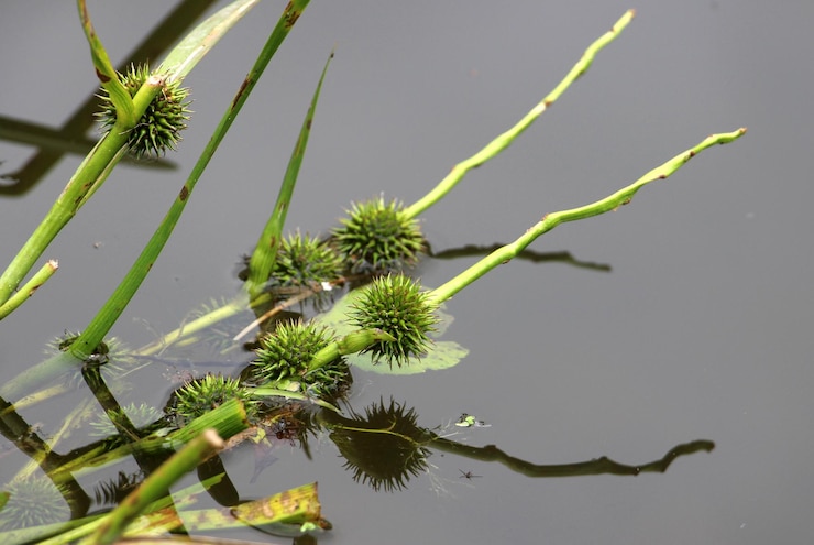 Foto close-up van de fabriek tegen de lucht