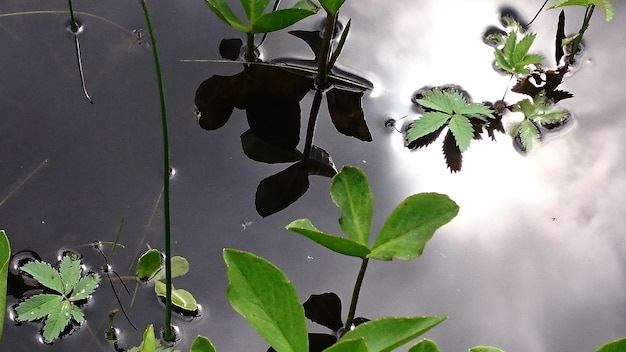 Foto close-up van de fabriek tegen de lucht