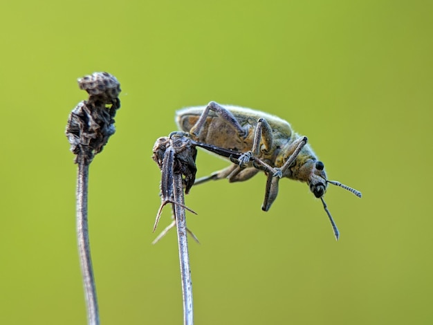 Foto close-up van de fabriek tegen een heldere lucht