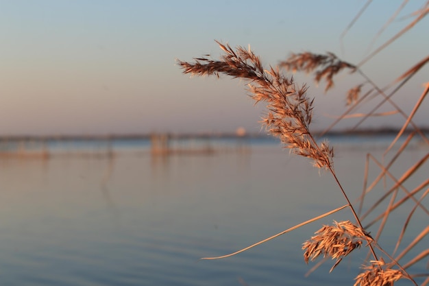 Foto close-up van de fabriek tegen een heldere lucht