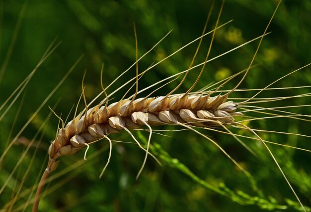 Foto close-up van de fabriek tegen een wazige achtergrond