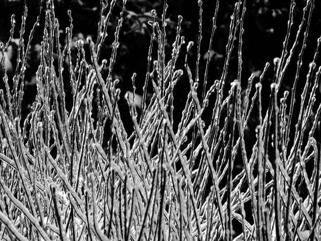 Foto close-up van de fabriek tegen een wazige achtergrond