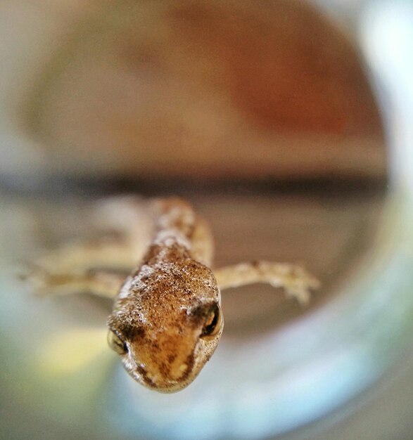 Foto close-up van de fabriek tegen een wazige achtergrond