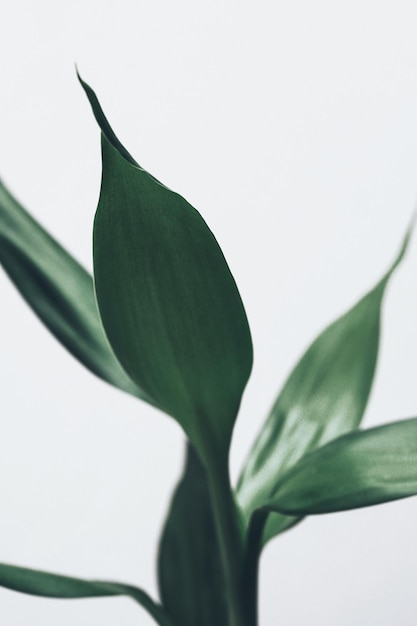 Foto close-up van de fabriek tegen een witte achtergrond