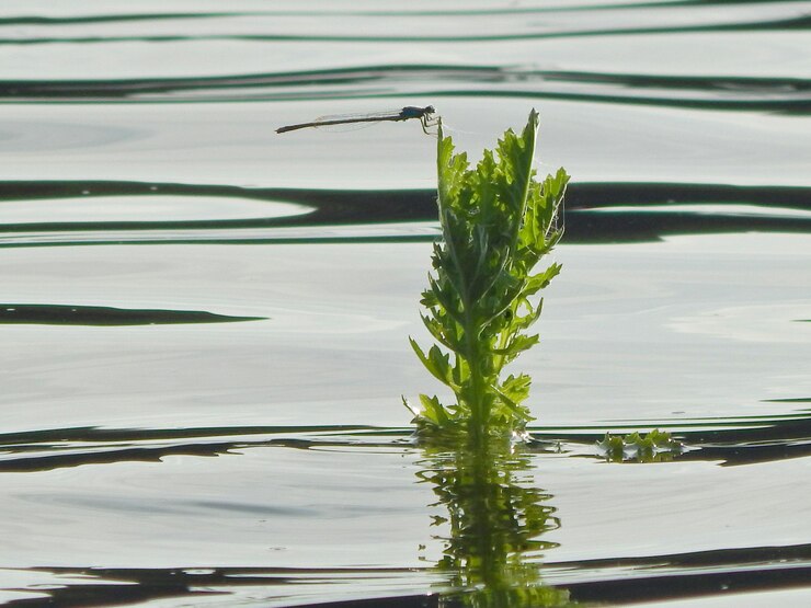 Foto close-up van de fabriek tegenover het meer