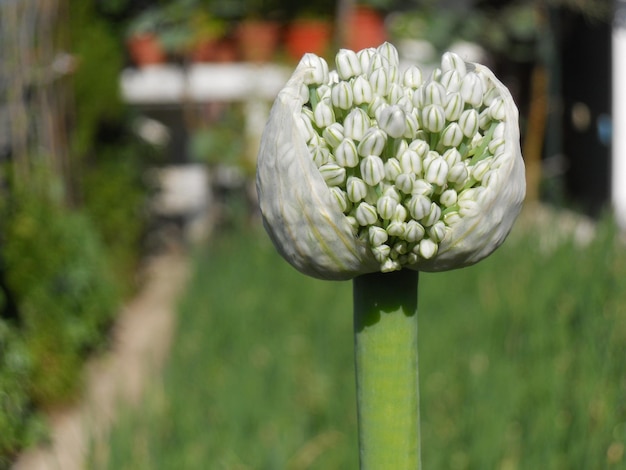 Foto close-up van de fabriek