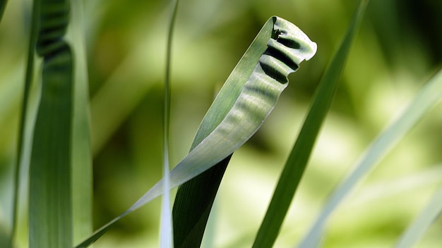 Foto close-up van de fabriek