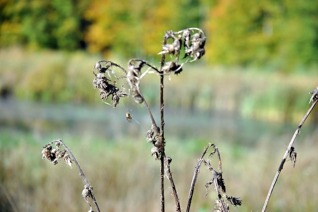 Foto close-up van de fabriek