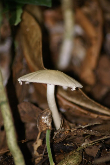 Foto close-up van de fabriek