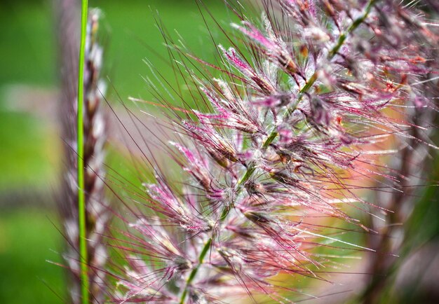 Foto close-up van de fabriek