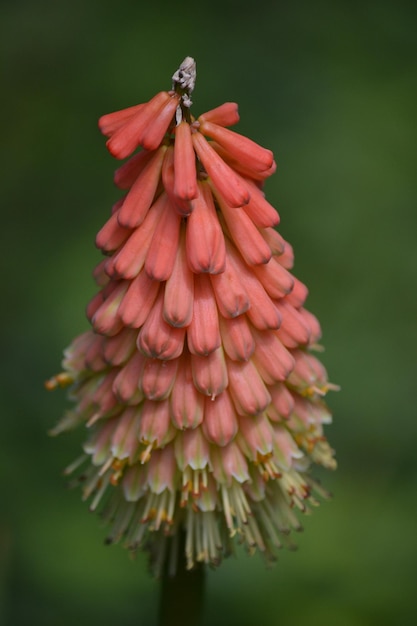 Foto close-up van de fakkellilie in de open lucht