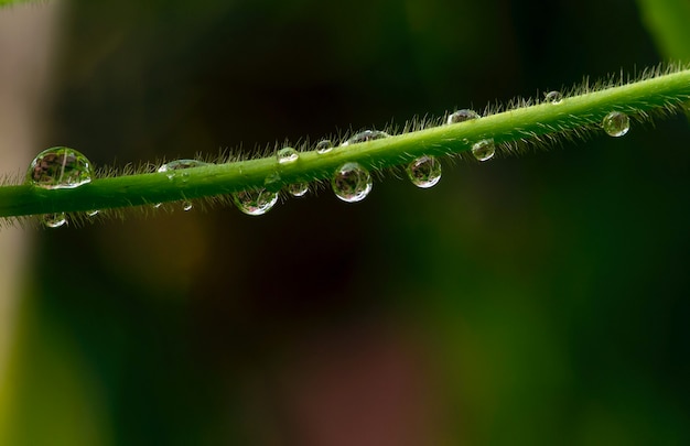 Close-up van de frisheid van de ochtenddauw op de plantentak