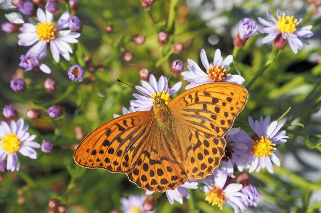 Foto close-up van de fritillary vlinder