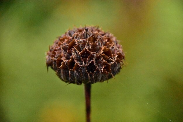 Foto close-up van de gedroogde plant