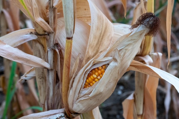 Close-up van de gedroogde plant