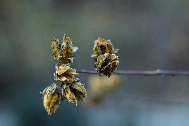 Foto close-up van de gedroogde plant