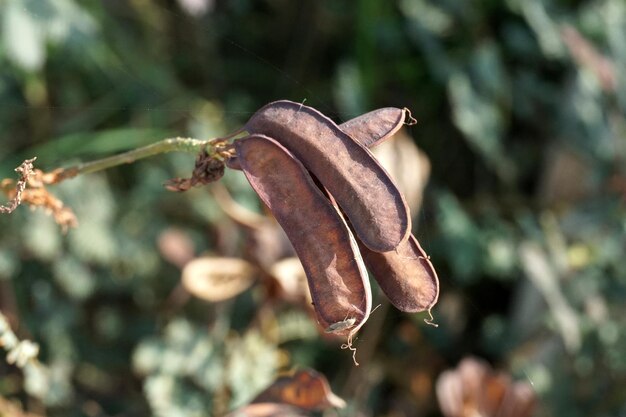 Foto close-up van de gedroogde plant