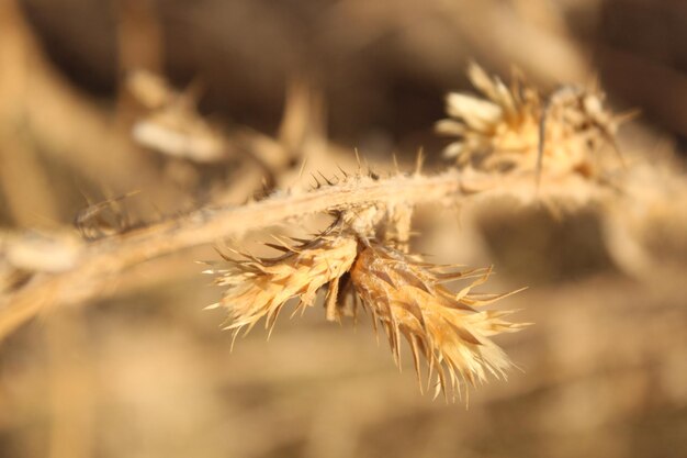 Close-up van de gedroogde plant