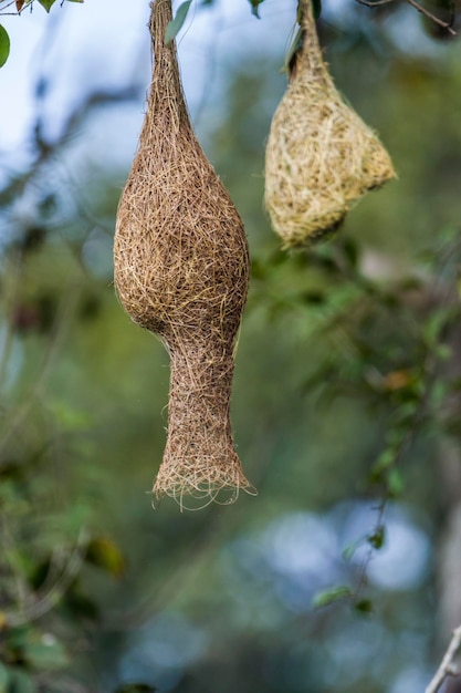 Close-up van de gedroogde plant