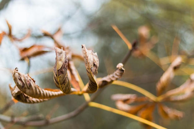 Close-up van de gedroogde plant