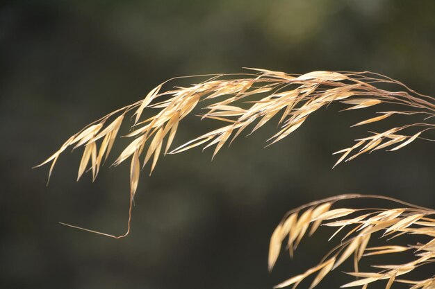 Close-up van de gedroogde plant