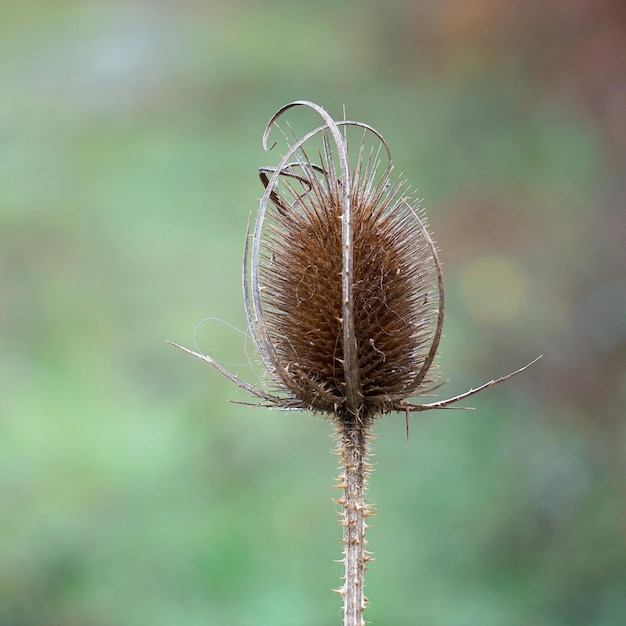 Foto close-up van de gedroogde plant