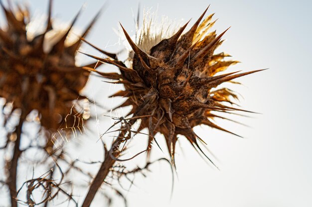 Foto close-up van de gedroogde plant