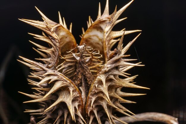 Foto close-up van de gedroogde plant