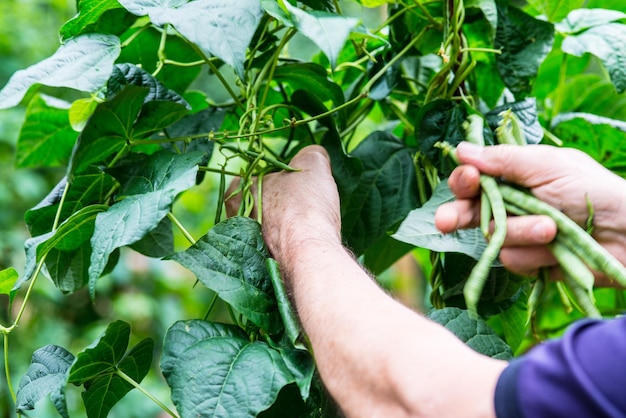 Close-up van de gekapte handhoudende plant