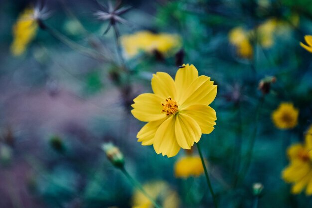 Close-up van de gele kosmosbloem