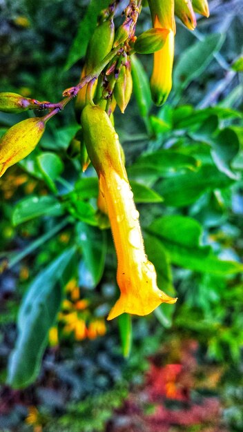 Close-up van de gele plant