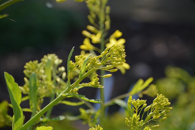 Foto close-up van de gele plant