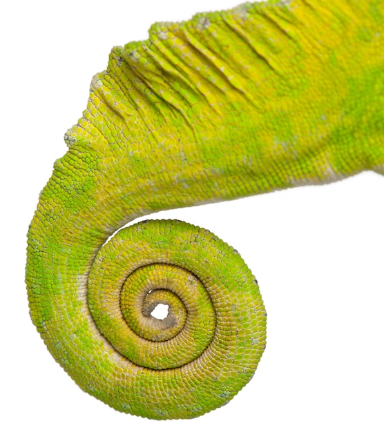 Close up van de gerolde staart van een vierhoornige kameleon - Chamaeleo quadricornis