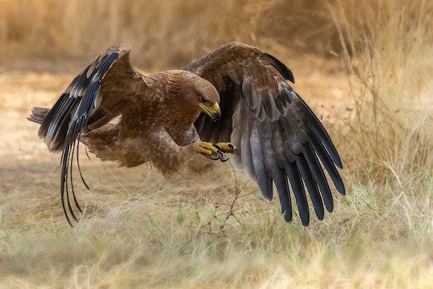 Foto close-up van de gouden adelaar die over het veld vliegt