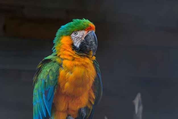 Close-up van de gouden en blauwe ara