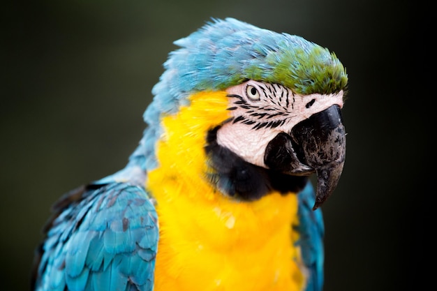 Close-up van de gouden en blauwe ara