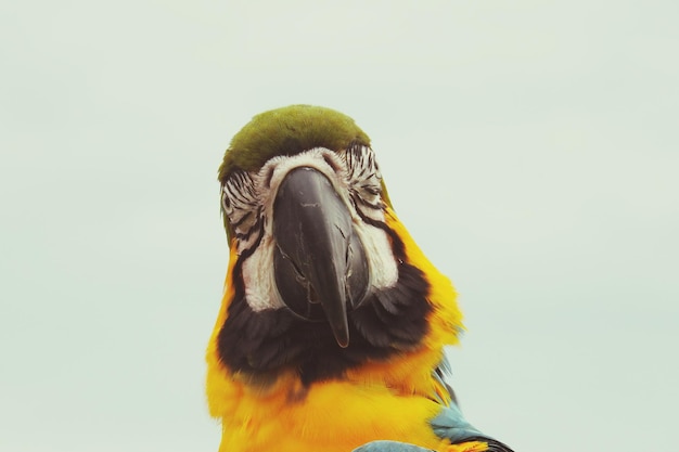 Close-up van de gouden en blauwe ara