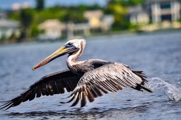 Foto close-up van de grijze reiger bij het meer