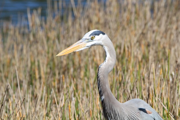 Close-up van de grijze reiger