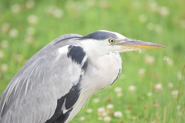 Close-up van de grijze reiger