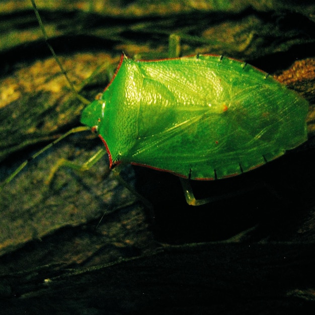 Foto close-up van de groene bug