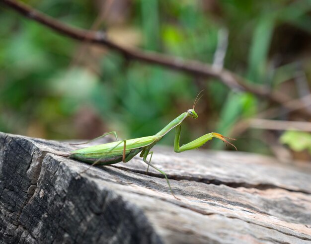 Foto close-up van de groene gebedsvogel mantis religiosa in de open lucht