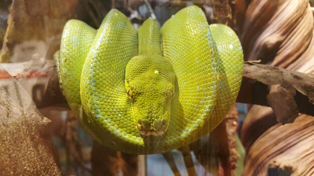 Foto close-up van de groene hagedis