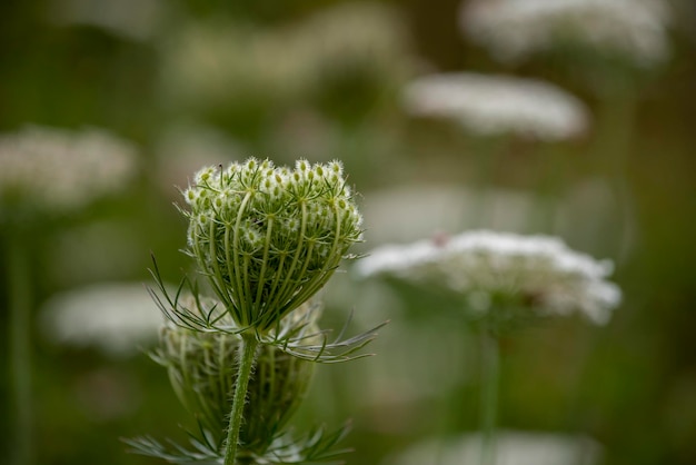 Foto close-up van de groene plant