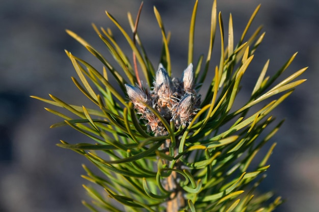 Foto close-up van de groene plant