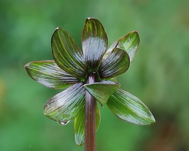 Foto close-up van de groene plant