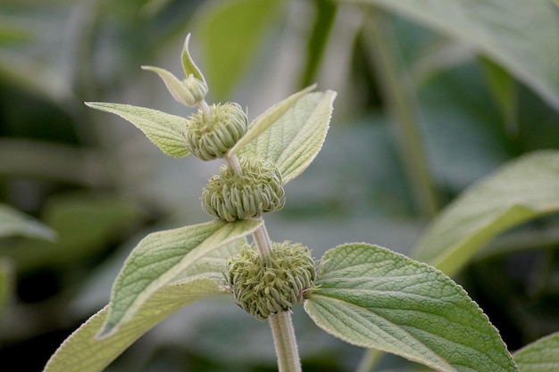 Foto close-up van de groene plant